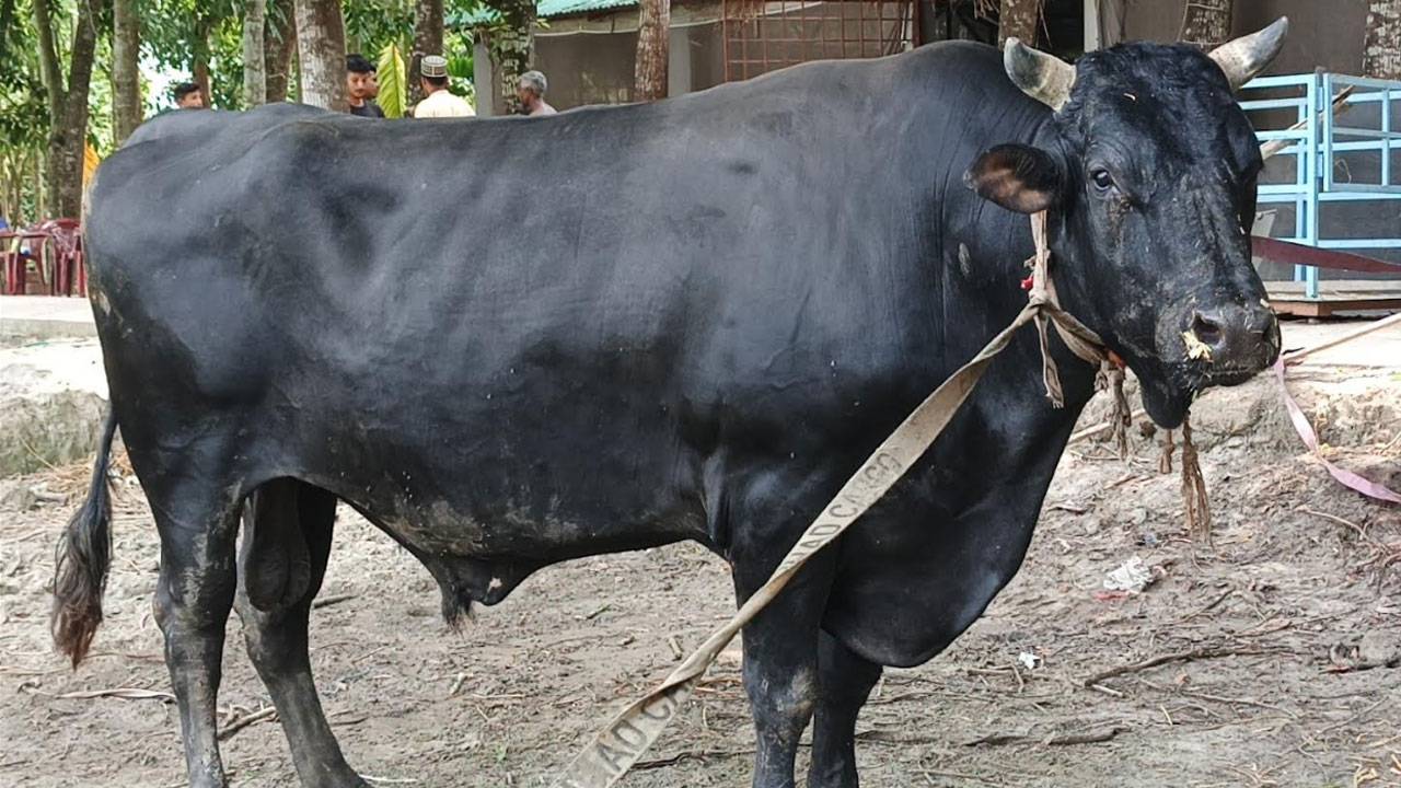 কোরবানি কবুল