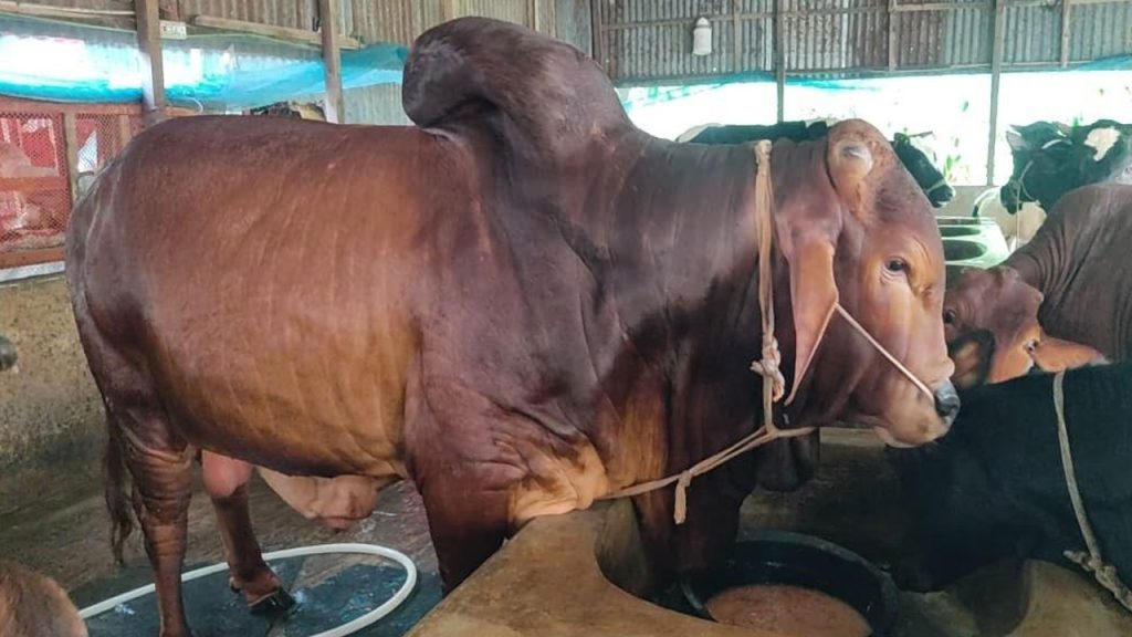 কোরবানিতে আল্লাহ তায়ালার উদ্দেশ্যে