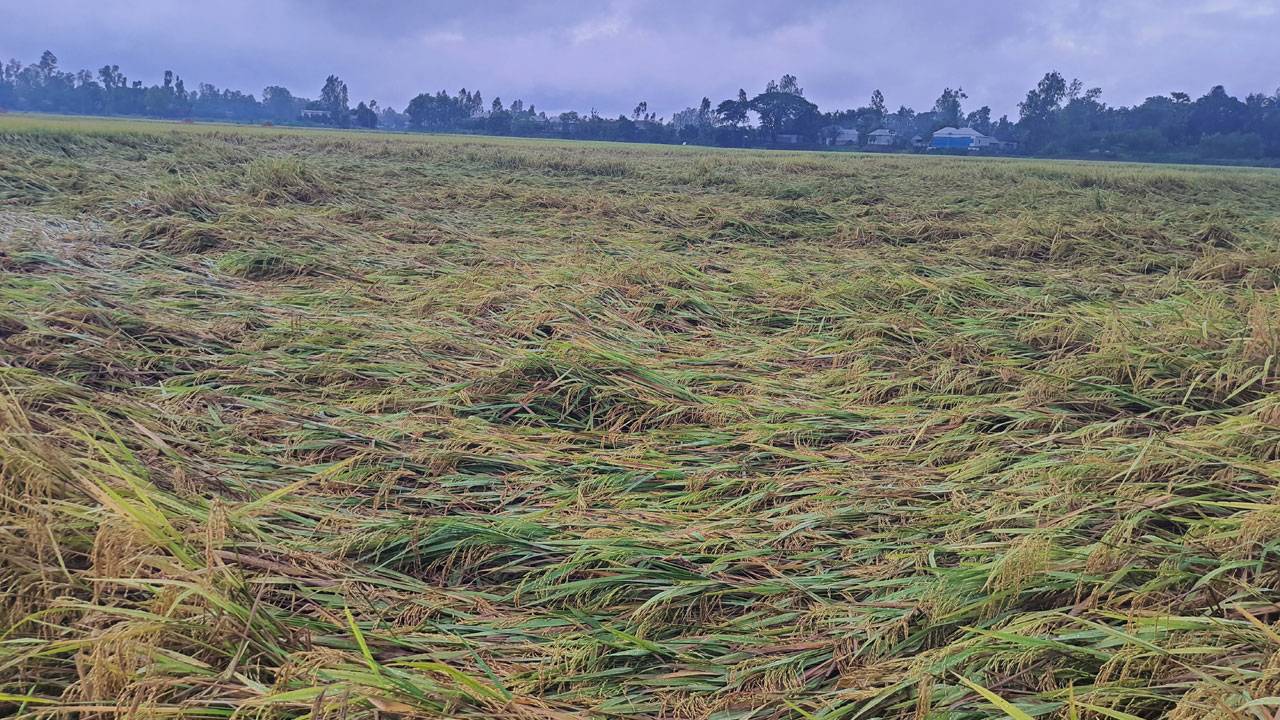 নুয়ে পড়েছে পাকা ধান