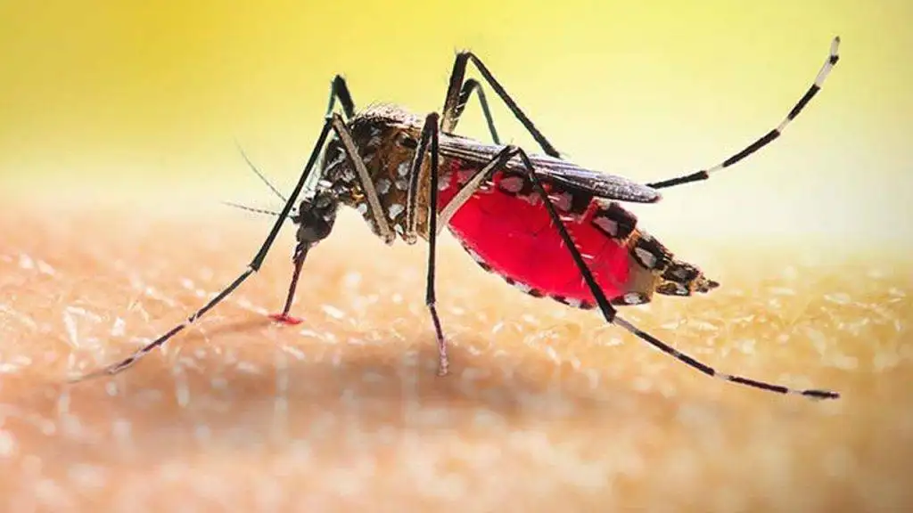 ডেঙ্গু শনাক্ত
