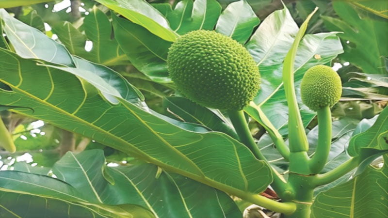 যে ফল থেকে রুটি বানানো যায়